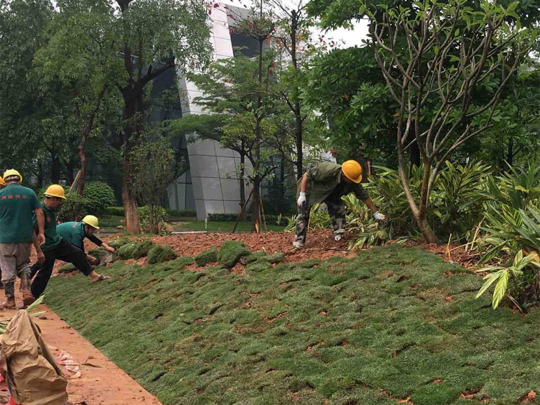 园林菲律宾网赌合法平台铺植草坪